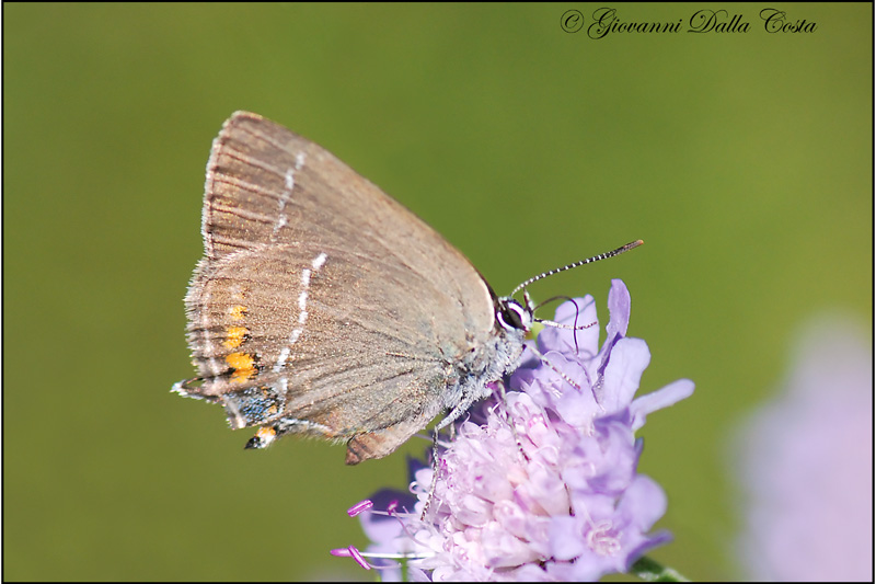 Satyrium spini  ?